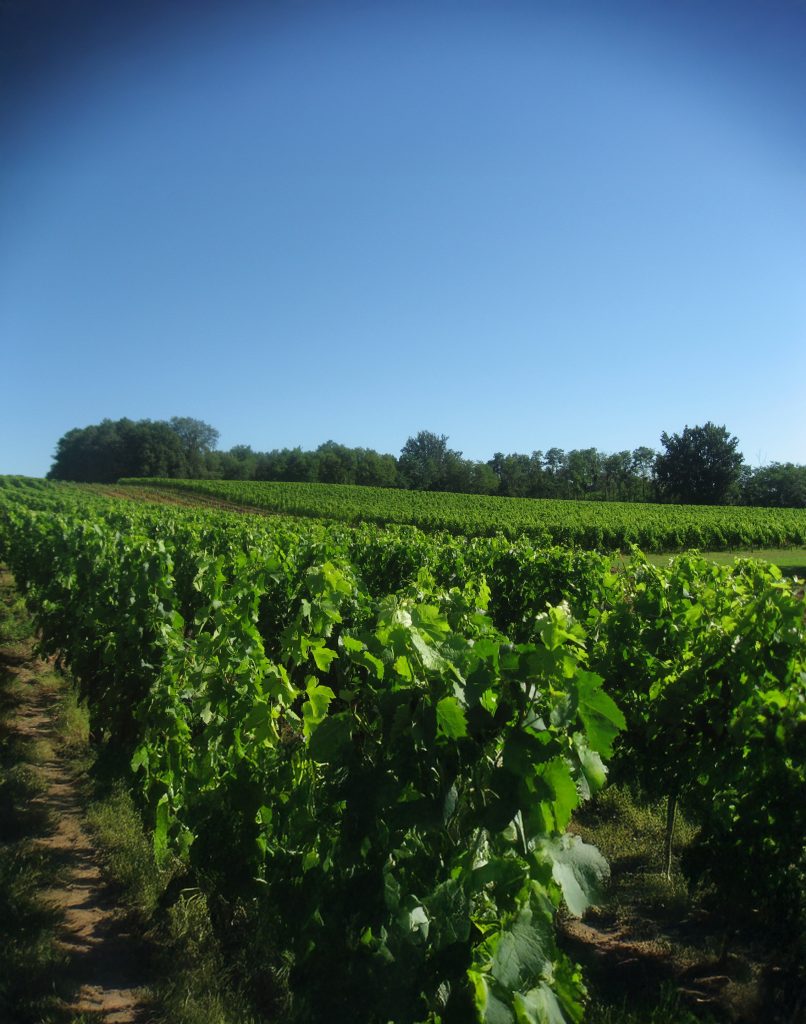 chateau-le-piat-vignes