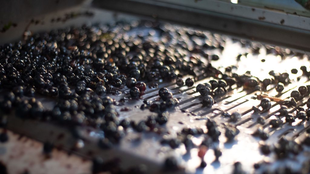 chateau-le-piat-vendanges